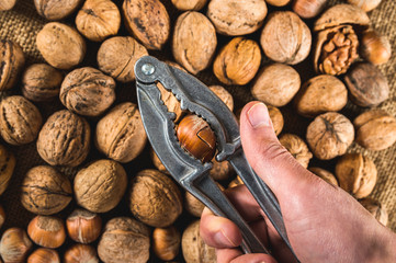 Cracking the hazelnut using nut cracker in man hand