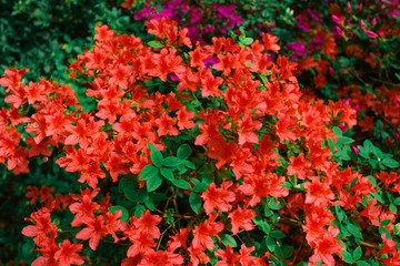 Beautiful background with red flowers