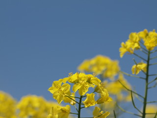 快晴の日の菜の花