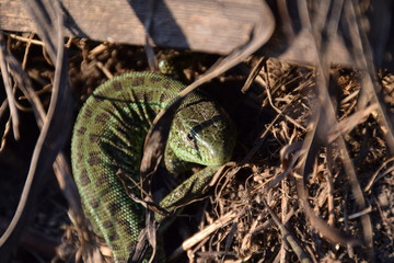 A green lizard in dry grass