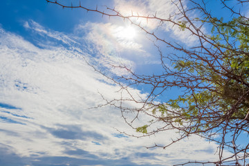 buisson épineux sur fond de ciel bleu 