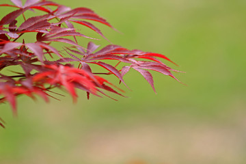 Red maple leaves