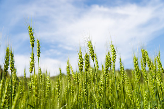 field of green barley