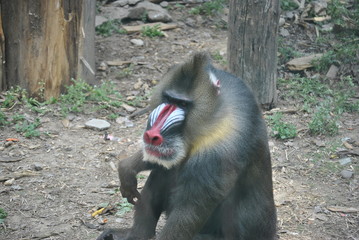Mandrill