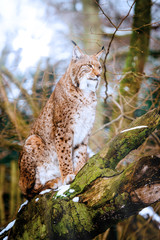 Lynx, Eurasian wild cat