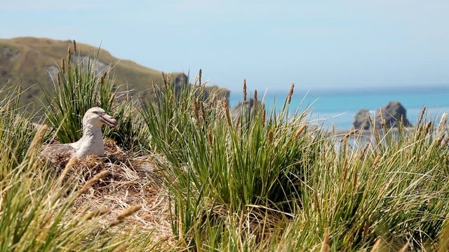 Nesting Albatross shot on South Geogia Island
