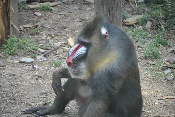 Mandrill