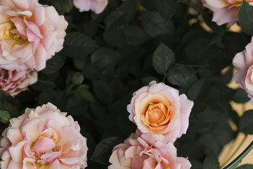 Orange and pink smooth roses flowers plant close up isolated on a blurred green background