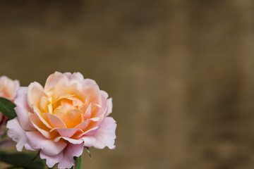 Orange rose flowers in bloom close up isolated on a blurred background