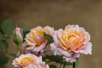 Obraz na płótnie Canvas Orange rose flower plant bouquet isolated on a wooden brown blurred background