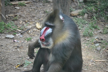 Mandrill