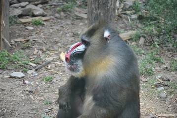 Mandrill