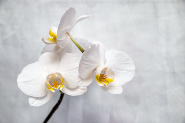     The branch of white orchids on white fabric background 