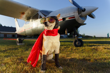 Funny photo of the Shiba Inu dog