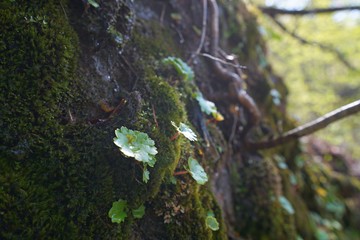 deep forest in mountain