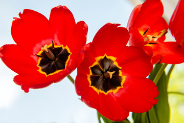 three red tulips close up