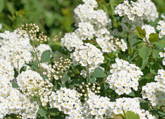 Bl&uuml;hende Brautspiere, Schneespiere, Spiraea