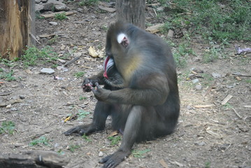 Mandrill