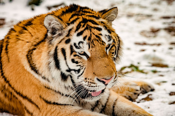 Tiger in the snow