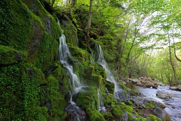 deep forest lichen waterfalls