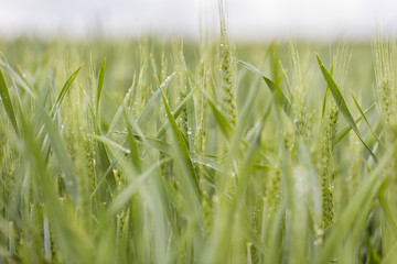 young green wheat after rain 
