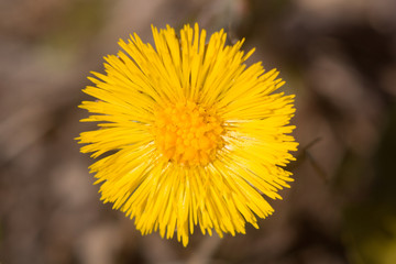 coltsfoot yellow flowers