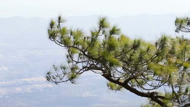 Pinus mugo - It is also known as creeping pine, dwarf mountain pine, mugo pine.