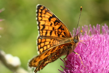butterfly on flower