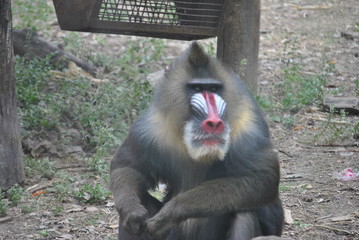 Mandrill