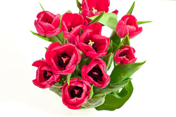 Tulipani su sfondo bianco