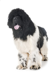 newfoundland dog in studio