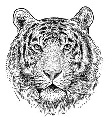 Tiger head illustration, drawing, engraving, ink, line art, vector