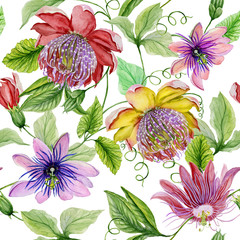 Beautiful passion flowers (passiflora) on climbing twigs with leaves and tendrils on white background. Seamless floral pattern. Watercolor painting. Hand painted illustration.