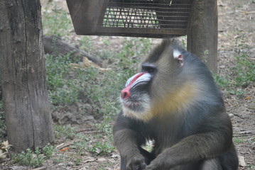 Mandrill