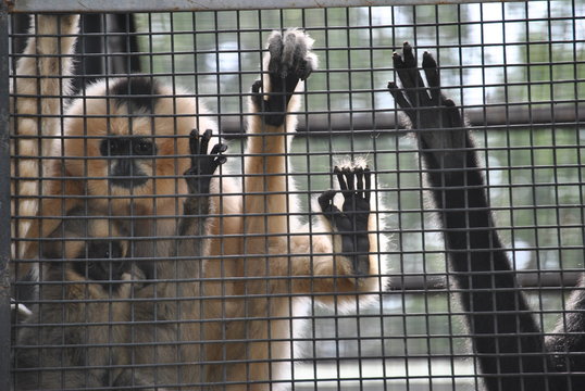 monkey at zoo - Powered by Adobe