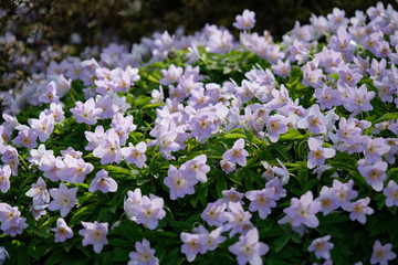Wood Anemone or Windflower in Van Duzen Botanical Garden. Vancouver. British Columbia. Canada.