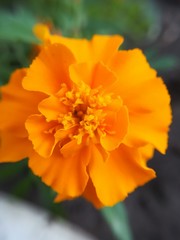 orange flower of marigolds closeup