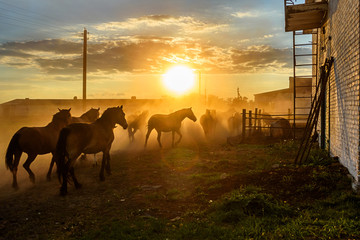 a herd of horses running on the sunset background