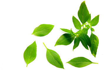 Basil leaf on white background