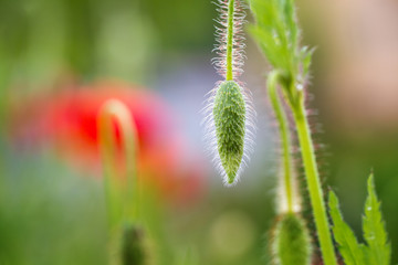 nicht aufgeblühte Mohnblume in Nahaufnahme