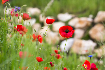 Fototapeta premium Maki na zboczu wzgórza