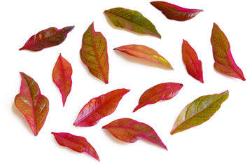 Fototapeta premium Leaves on white background
