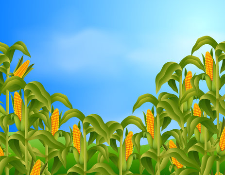 Farm scene with fresh corn