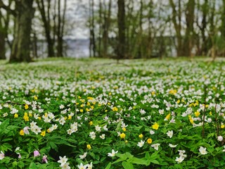 Wild flowers during Spring in South Sweden