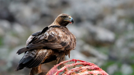 Golden Eagle Eating from a Carcasse