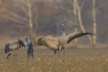 Fototapeta premium Common Cranes, on the field, in spring migration