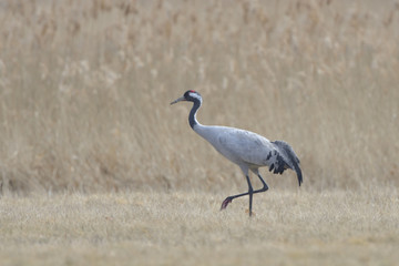 Common Crane, on the field, in autumn