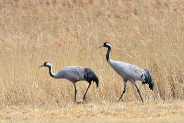 Common Cranes, on the field, in spring migration