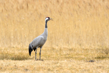 Obraz na płótnie Canvas Common Crane, on the field, in autumn