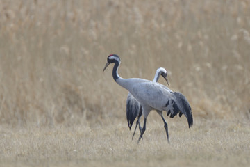 Common Cranes, on the field, in spring migration